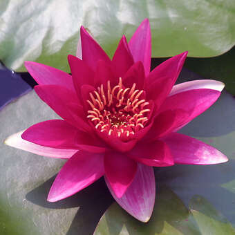 Nymphaea 'Attraction'