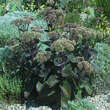 Sedum 'Matrona': Bild 5/9