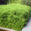 Fargesia murielae 'Bimbo': Bild 2/3