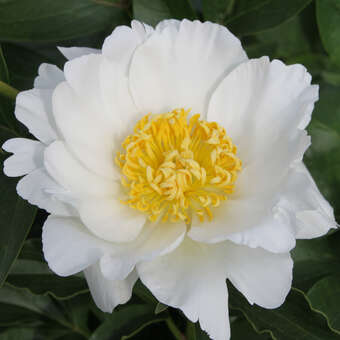 Paeonia lactiflora 'Jan van Leeuwen'