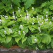 Maianthemum bifolium: Bild 1/3
