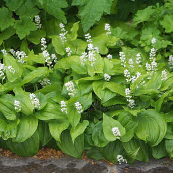 Maianthemum bifolium