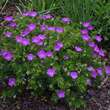 Geranium sanguineum: Bild 4/8