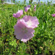 Malva moschata 'Rosea': Bild 2/5