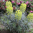 Euphorbia characias wulfenii: Bild 2/13