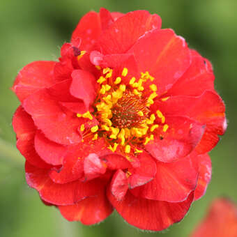 Geum chiloense 'Mrs. Bradshaw'