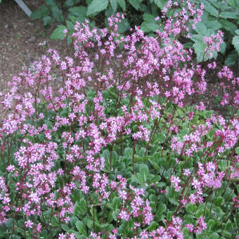 Saxifraga urbium