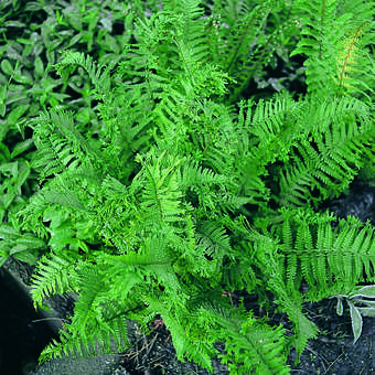 Dryopteris cristata