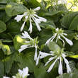 Hosta plantaginea grandiflora: Bild 2/4