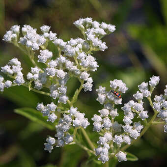 Parthenium integrifolium