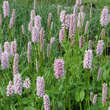 Persicaria bistorta 'Superbum': Bild 2/6