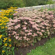 Sedum 'Matrona': Bild 7/9