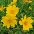 Coreopsis auriculata 'Nana': Bild 1/1