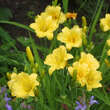 Hemerocallis 'Stella de Oro': Bild 5/5