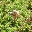 Sedum album 'Coral Carpet': Bild 2/9