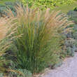 Stipa calamagrostis 'Algäu' (Syn. Achnatherum): Bild 1/4