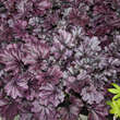 Heuchera 'Forever Purple': Bild 1/2