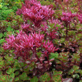 Sedum spurium 'Purpurteppich'