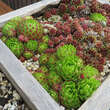 Sempervivum: Bild 13/15