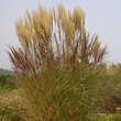 Miscanthus sinensis 'Silberspinne': Bild 3/5