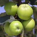 Malus domestica 'Steirischer Maschanzker' - Winterapfel