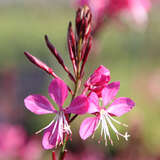 Gaura lindheimeri 'Crimson Butterflies' - Prachtkerze