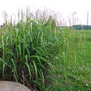 Carex pendula - Riesensegge