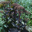 Sedum 'Matrona': Bild 4/9