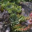 Sempervivum: Bild 10/15