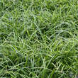 Carex morrowii 'Irish Green': Bild 6/10