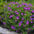 Geranium sanguineum: Bild 5/8
