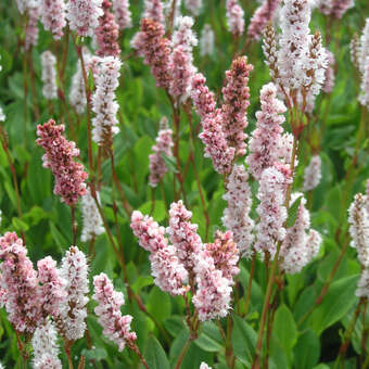 Persicaria affinis 'Donald Lowndes'