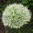 Allium 'Mount Everest': Bild 1/5