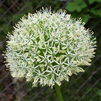 Allium 'Mount Everest'
