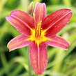 Hemerocallis 'Crimson Pirate': Bild 2/2