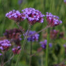 Verbena bonariensis - Eisenkraut