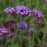 Verbena bonariensis - Eisenkraut