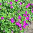 Geranium sanguineum: Bild 3/8