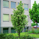 Sorbus thuringiaca 'Fastigiata' - Säulen-Eberesche