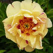 Paeonia Itoh-Hybr. 'Lollipop': Bild 1/4