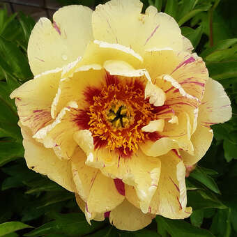 Paeonia Itoh-Hybr. 'Lollipop'