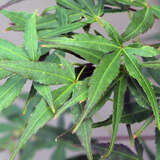 Acer palmatum 'Villa Taranto' - Japanischer Ahorn