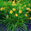 Hemerocallis 'Stella de Oro': Bild 3/5