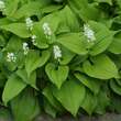 Maianthemum bifolium: Bild 3/3