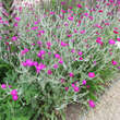 Lychnis coronaria: Bild 3/4