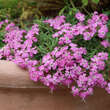 Saponaria 'Bressingham': Bild 2/2