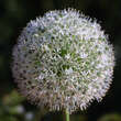 Allium 'Mount Everest': Bild 2/5
