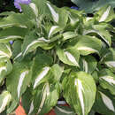 Hosta 'Night before Christmas' - Funkie, Herzlilie