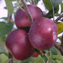Malus domestica 'Roter von Simonffi' - Winterapfel