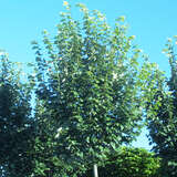 Tilia tomentosa 'Silver Globe' - Kugel-Silberlinde